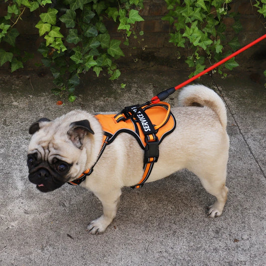 Harnais pour Chien en Nylon – Gilet Réfléchissant & Sécurisé